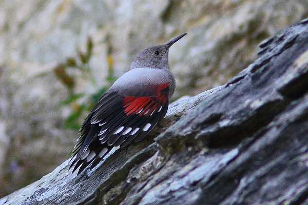 picchio-muraiolo1848