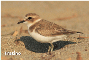 BIRDWATCfratino1