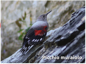 BIRDWATCpicchio4_5