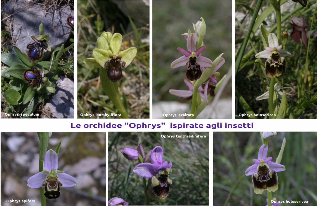 ORCHIDEE1