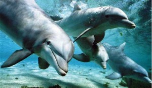 delfino4
